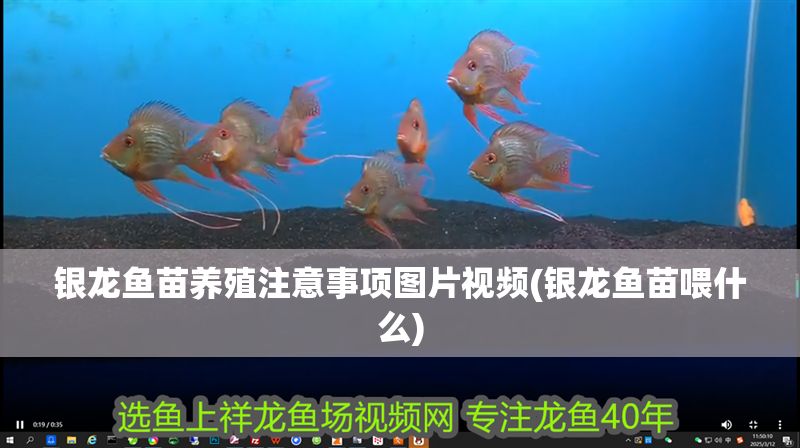 銀龍魚苗養(yǎng)殖注意事項圖片視頻(銀龍魚苗喂什么) 銀龍魚苗養(yǎng)殖注意事項圖片視頻(銀龍魚苗喂什么) 銀龍魚百科 第1張