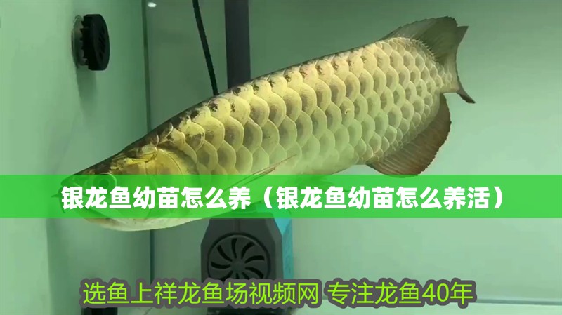 魚缸過濾器選購指南:自制魚缸過濾器魚缸上置過濾器對于養魚愛好者的必備知識 銀龍魚幼苗怎么養(銀龍魚幼苗怎么養活) 銀龍魚百科 銀龍魚幼苗怎么養(銀龍魚幼苗怎么養活) 銀龍魚幼苗怎么養(銀龍魚幼苗怎么養活) 銀龍魚百科
