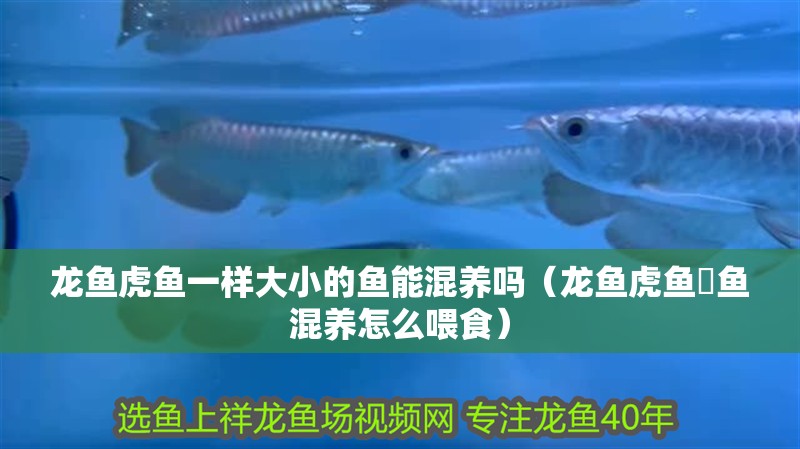 龍魚虎魚一樣大小的魚能混養嗎（龍魚虎魚魟魚混養怎么喂食）