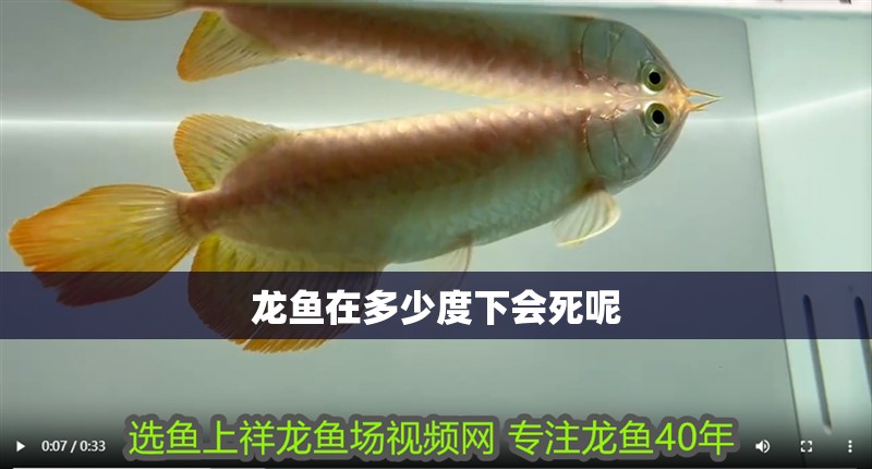 龍魚在多少度下會死呢 龍魚在多少度下會死呢 龍魚百科