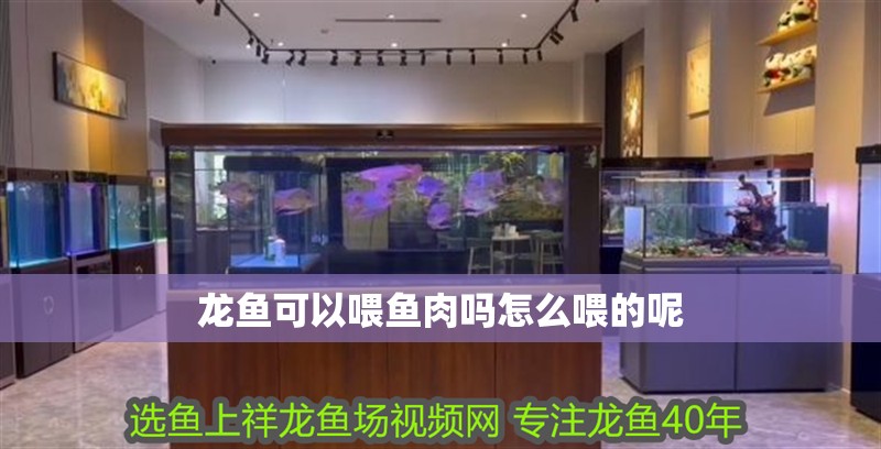 龍魚可以喂魚肉嗎怎么喂的呢