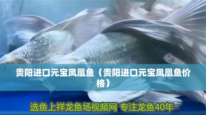 詳細(xì)閱讀:貴陽(yáng)進(jìn)口元寶鳳凰魚(yú)(貴陽(yáng)進(jìn)口元寶鳳凰魚(yú)價(jià)格) 貴陽(yáng)進(jìn)口元寶鳳凰魚(yú)(貴陽(yáng)進(jìn)口元寶鳳凰魚(yú)價(jià)格)