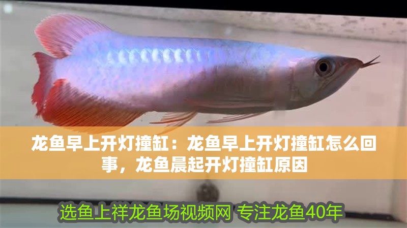 龍魚早上開燈撞缸：龍魚早上開燈撞缸怎么回事，龍魚晨起開燈撞缸原因