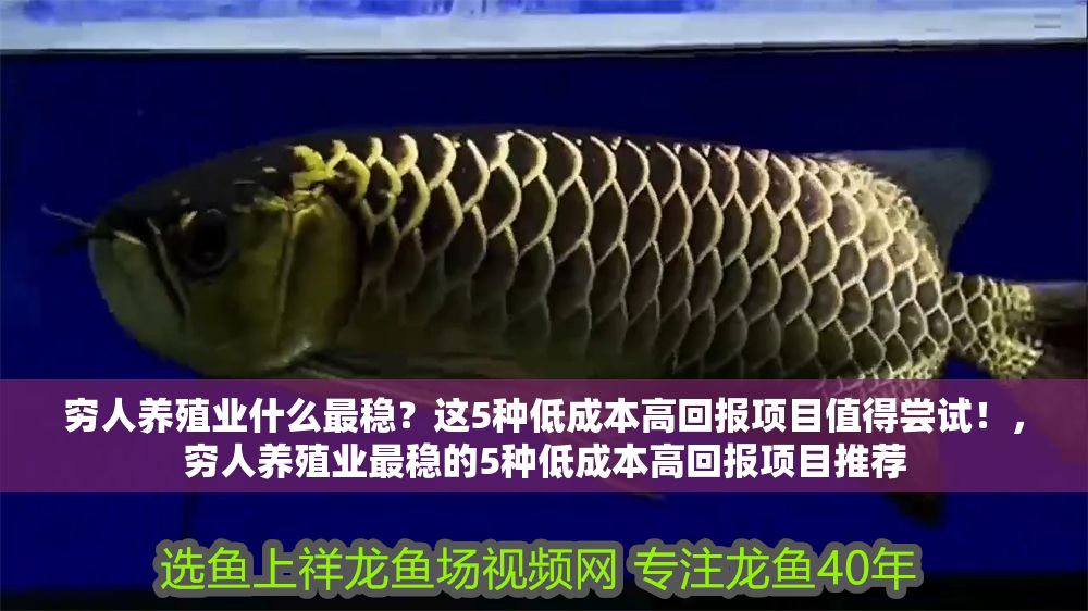 窮人養殖業什么最穩？這5種低成本高回報項目值得嘗試！，窮人養殖業最穩的5種低成本高回報項目推薦