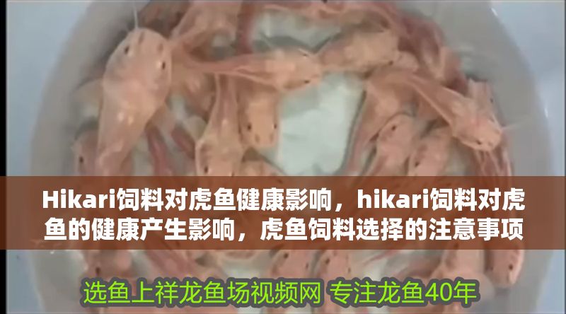 Hikari飼料對虎魚健康影響，hikari飼料對虎魚的健康產生影響，虎魚飼料選擇的注意事項