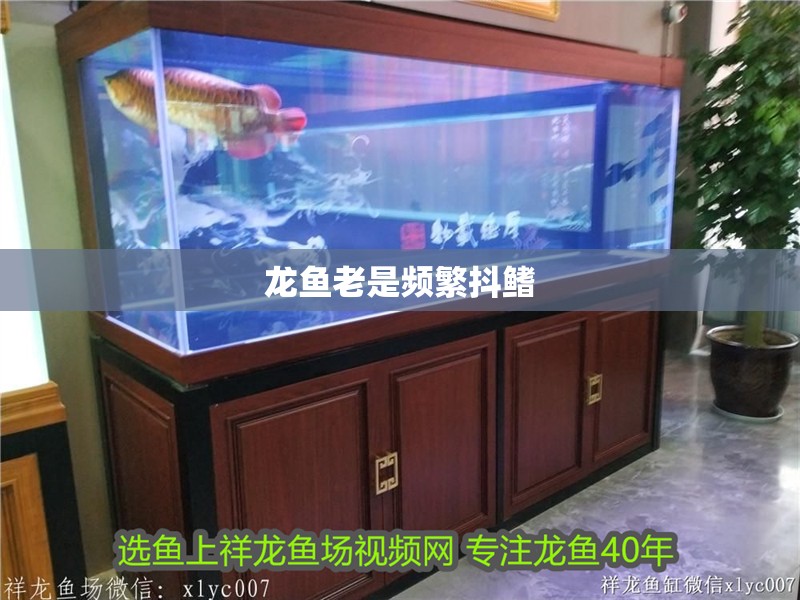 龍魚(yú)老是頻繁抖鰭