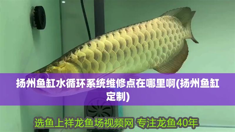 揚州魚缸水循環(huán)系統(tǒng)維修點在哪里啊(揚州魚缸定制)