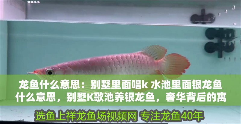 龍魚什么意思：別墅里面唱k 水池里面銀龍魚什么意思，別墅K歌池養(yǎng)銀龍魚，奢華背后的寓意探究