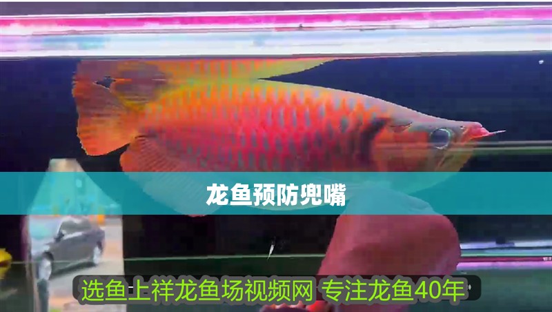 龍魚預防兜嘴 龍魚百科 第2張 龍魚預防兜嘴 龍魚預防兜嘴 龍魚百科 第2張