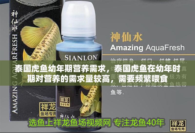 泰國虎魚幼年期營養需求，泰國虎魚在幼年時期對營養的需求量較高，需要頻繁喂食