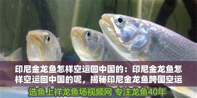印尼金龍魚怎樣空運回中國的：印尼金龍魚怎樣空運回中國的呢，揭秘印尼金龍魚跨國空運中國的