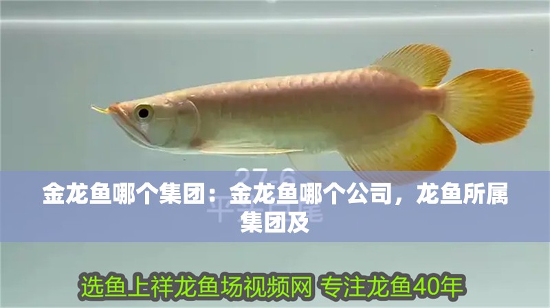 金龍魚哪個集團：金龍魚哪個公司，龍魚所屬集團及