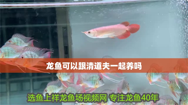 龍魚可以跟清道夫一起養嗎