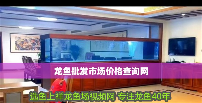 龍魚批發市場價格查詢網