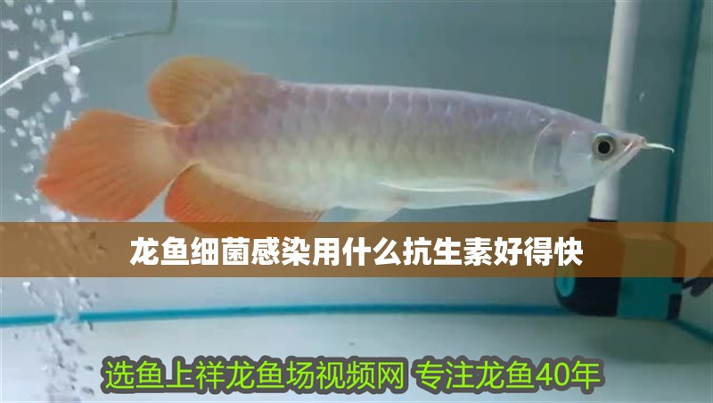 龍魚細菌感染用什么抗生素好得快 龍魚百科 第2張 龍魚細菌感染用什么抗生素好得快 龍魚細菌感染用什么抗生素好得快 龍魚百科 第2張