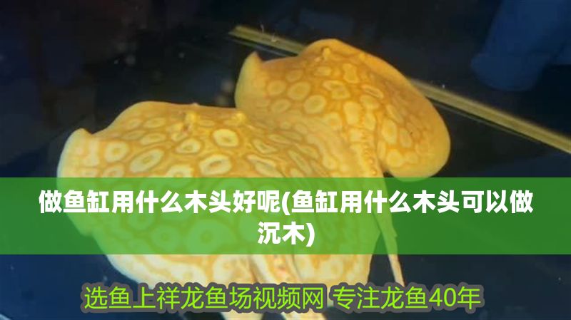 做魚(yú)缸用什么木頭好呢(魚(yú)缸用什么木頭可以做沉木)