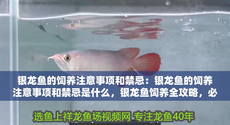 銀龍魚的飼養注意事項和禁忌：銀龍魚的飼養注意事項和禁忌是什么，銀龍魚飼養全攻略，必知注意事項與禁忌要點