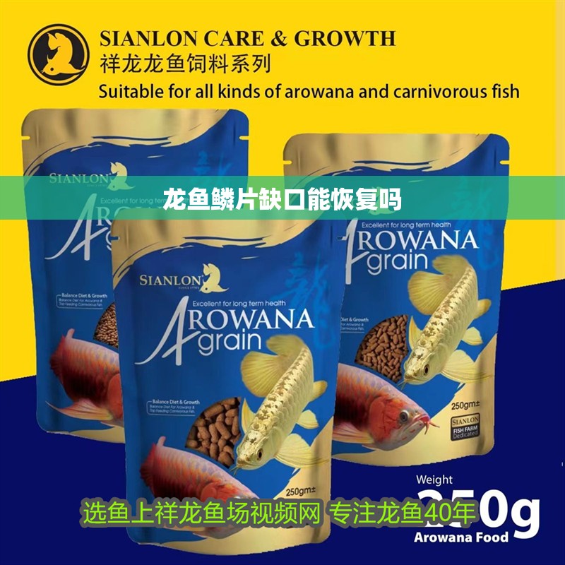龍魚鱗片缺口能恢復嗎