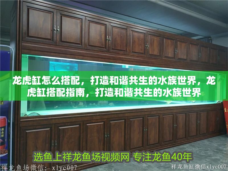 龍虎缸怎么搭配，打造和諧共生的水族世界，龍虎缸搭配指南，打造和諧共生的水族世界