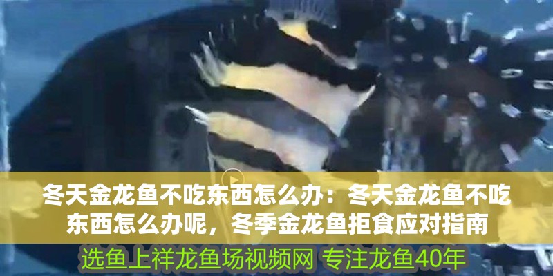 冬天金龍魚不吃東西怎么辦：冬天金龍魚不吃東西怎么辦呢，冬季金龍魚拒食應對指南 冬天金龍魚不吃東西怎么辦：冬天金龍魚不吃東西怎么辦呢，冬季金龍魚拒食應對指南 水族問答