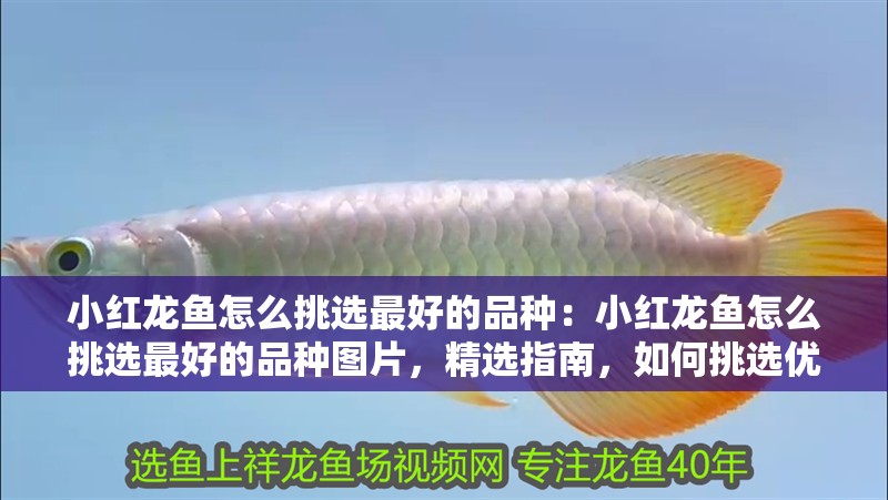 小紅龍魚怎么挑選最好的品種：小紅龍魚怎么挑選最好的品種圖片，精選指南，如何挑選優(yōu)質(zhì)小紅龍魚品種及對應(yīng)圖片解析