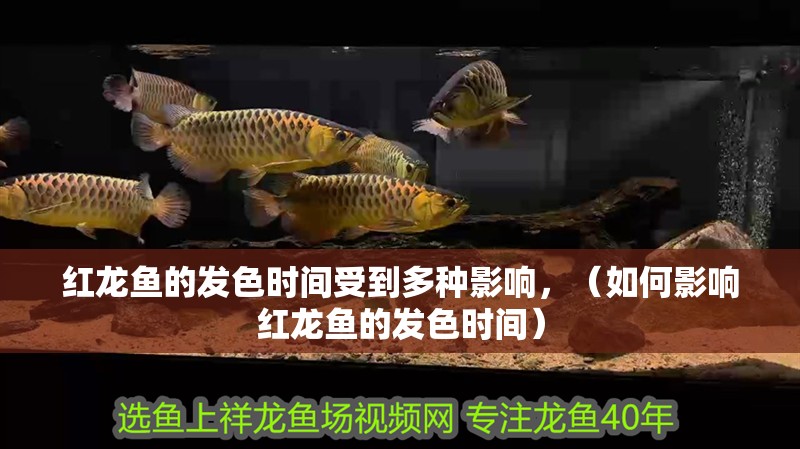 紅龍魚的發(fā)色時間受到多種影響，（如何影響紅龍魚的發(fā)色時間）