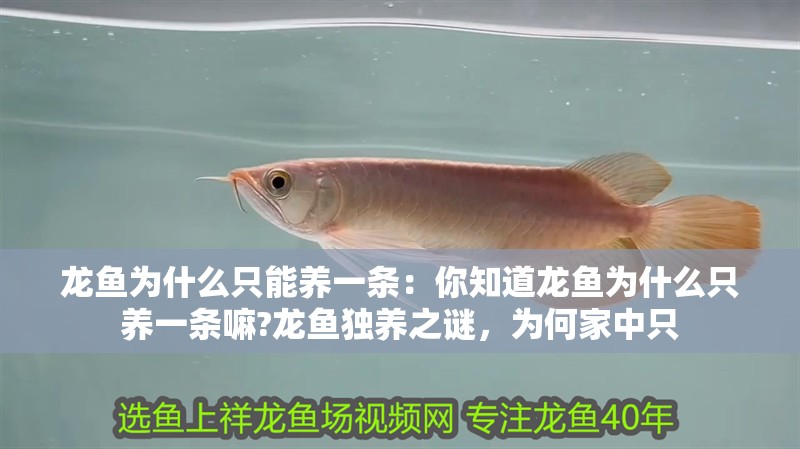 龍魚為什么只能養一條：你知道龍魚為什么只養一條嘛?龍魚獨養之謎，為何家中只