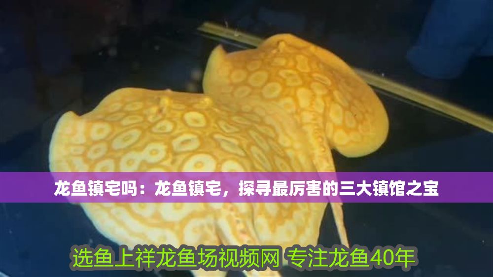 龍魚鎮(zhèn)宅嗎：龍魚鎮(zhèn)宅，探尋最厲害的三大鎮(zhèn)館之寶