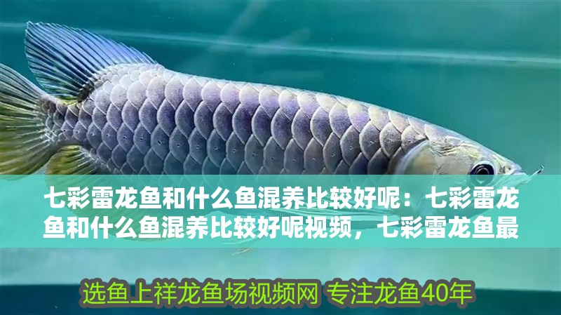 七彩雷龍魚和什么魚混養比較好呢：七彩雷龍魚和什么魚混養比較好呢視頻，七彩雷龍魚最佳混養搭檔推薦及視頻指南