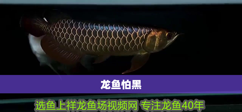 龍魚(yú)怕黑 龍魚(yú)怕黑 龍魚(yú)百科 第2張
