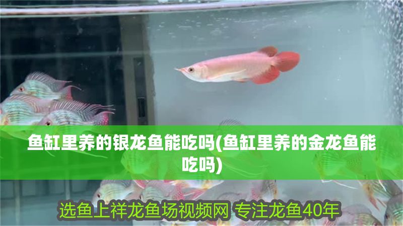 魚缸里養的銀龍魚能吃嗎(魚缸里養的金龍魚能吃嗎)