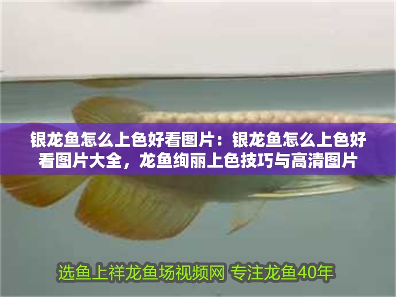 銀龍魚怎么上色好看圖片：銀龍魚怎么上色好看圖片大全，龍魚絢麗上色技巧與高清圖片