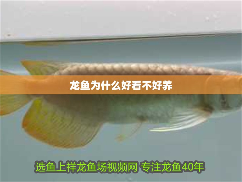 龍魚為什么好看不好養 龍魚為什么好看不好養 龍魚百科 第2張