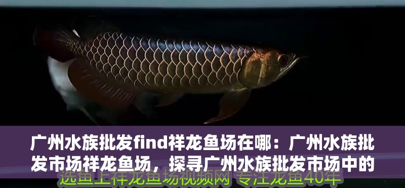 廣州水族批發find祥龍魚場在哪：廣州水族批發市場祥龍魚場，探尋廣州水族批發市場中的祥龍魚