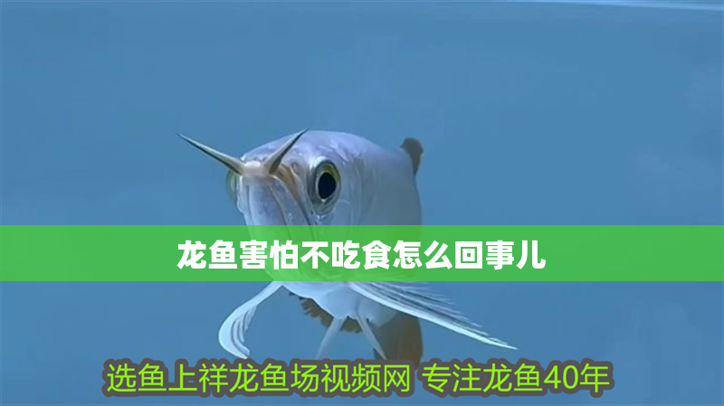 龍魚害怕不吃食怎么回事兒
