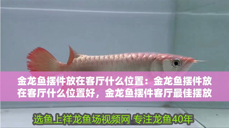 金龍魚擺件放在客廳什么位置：金龍魚擺件放在客廳什么位置好，金龍魚擺件客廳最佳擺放位置