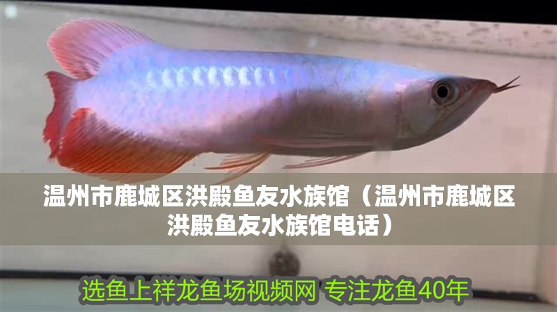 溫州市鹿城區洪殿魚友水族館（溫州市鹿城區洪殿魚友水族館電話） 溫州市鹿城區洪殿魚友水族館（溫州市鹿城區洪殿魚友水族館電話） 全國水族館企業名錄 第2張