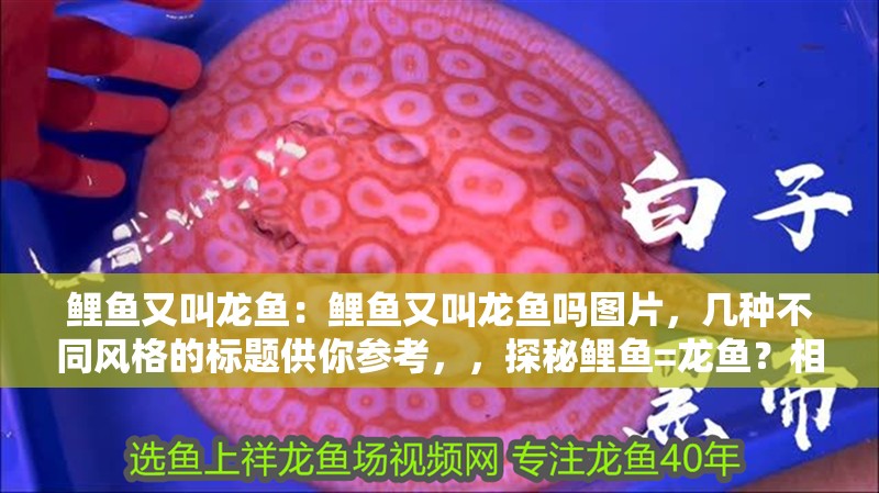 鯉魚又叫龍魚：鯉魚又叫龍魚嗎圖片，幾種不同風格的標題供你參考，，探秘鯉魚=龍魚？相關圖片大揭秘，疑問，鯉魚真的又叫龍魚嗎？附圖解析，聚焦，鯉魚與龍魚之名，真相在圖中！