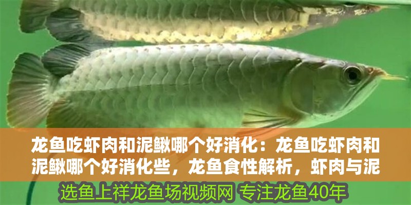 龍魚吃蝦肉和泥鰍哪個好消化：龍魚吃蝦肉和泥鰍哪個好消化些，龍魚食性解析，蝦肉與泥鰍哪個更易
