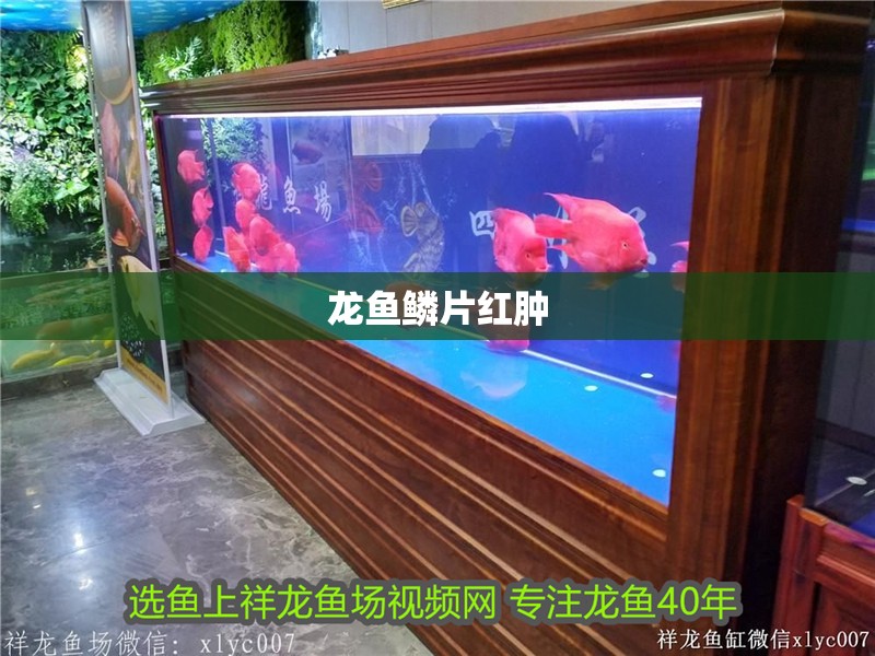 龍魚鱗片紅腫