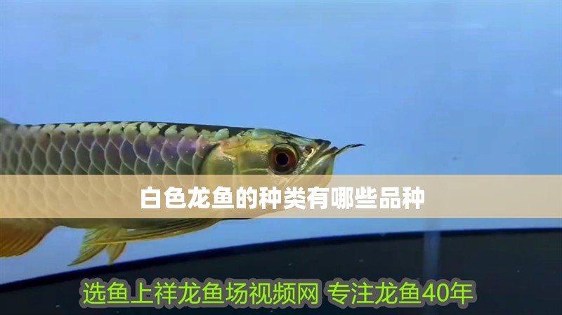 白色龍魚的種類有哪些品種 白色龍魚的種類有哪些品種 龍魚百科 第4張