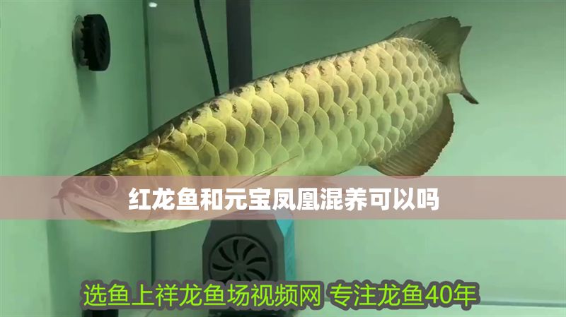 紅龍魚和元寶鳳凰混養可以嗎