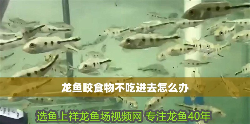 龍魚咬食物不吃進去怎么辦