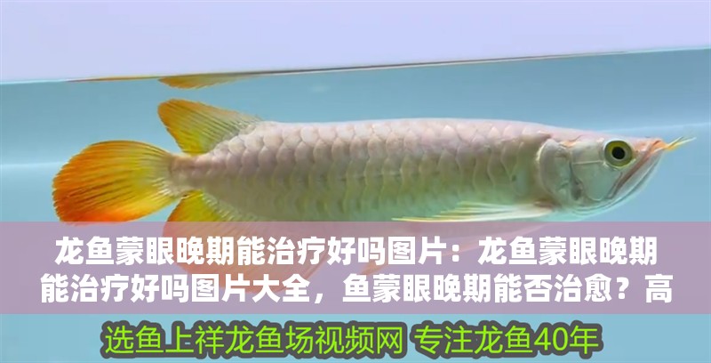 龍魚蒙眼晚期能治療好嗎圖片：龍魚蒙眼晚期能治療好嗎圖片大全，魚蒙眼晚期能否治愈？高清圖片 龍魚蒙眼晚期能治療好嗎圖片：龍魚蒙眼晚期能治療好嗎圖片大全，魚蒙眼晚期能否治愈？高清圖片 水族問答