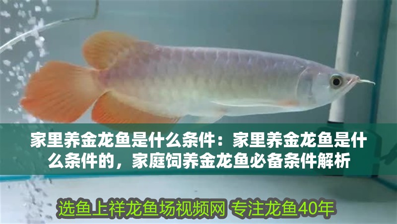 家里養金龍魚是什么條件：家里養金龍魚是什么條件的，家庭飼養金龍魚必備條件解析