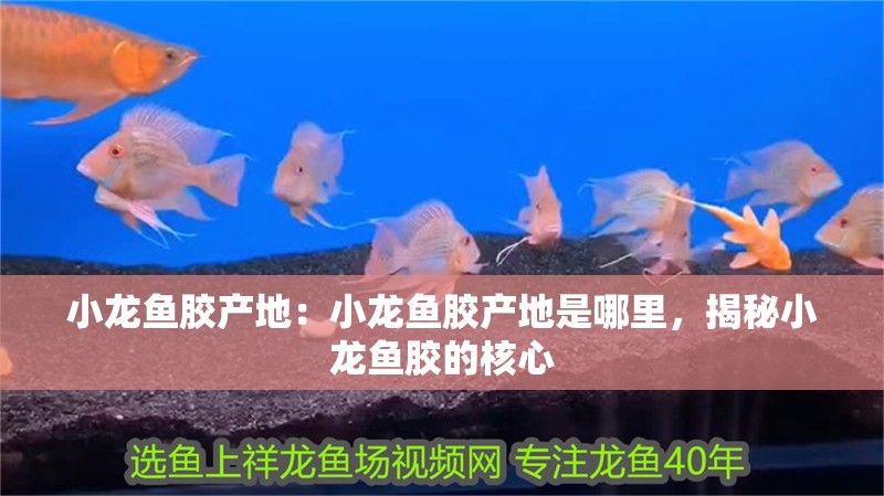 小龍魚膠產(chǎn)地:小龍魚膠產(chǎn)地是哪里,揭秘小龍魚膠的核心 水族問答 小龍魚膠產(chǎn)地:小龍魚膠產(chǎn)地是哪里,揭秘小龍魚膠的核心 小龍魚膠產(chǎn)地:小龍魚膠產(chǎn)地是哪里,揭秘小龍魚膠的核心 水族問答