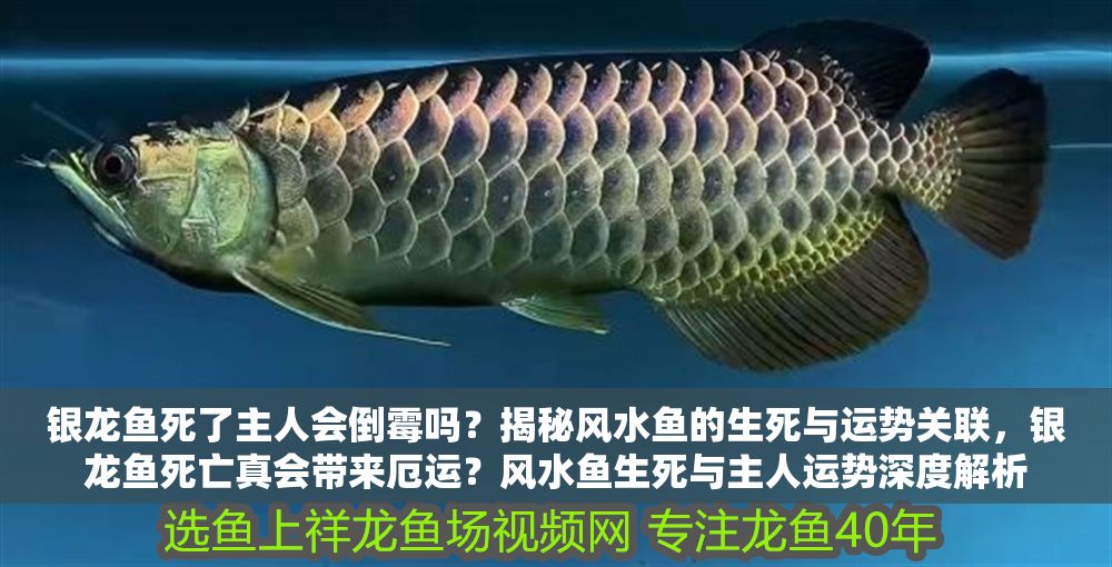 詳細閱讀:銀龍魚死了主人會倒霉嗎?揭秘風水魚的生死與運勢關聯,銀龍魚死亡真會帶來厄運?風水魚生死與主人運勢深度解析 銀龍魚死了主人會倒霉嗎?揭秘風水魚的生死與運勢關聯,銀龍魚死亡真會帶來厄運?風水魚生死與主人運勢深度解析