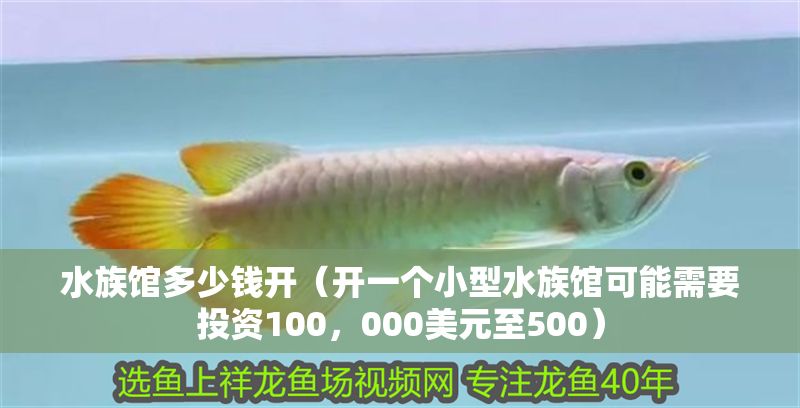 水族館多少錢開（開一個小型水族館可能需要投資100，000美元至500）