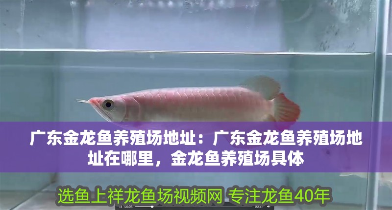 廣東金龍魚養(yǎng)殖場(chǎng)地址：廣東金龍魚養(yǎng)殖場(chǎng)地址在哪里，金龍魚養(yǎng)殖場(chǎng)具體