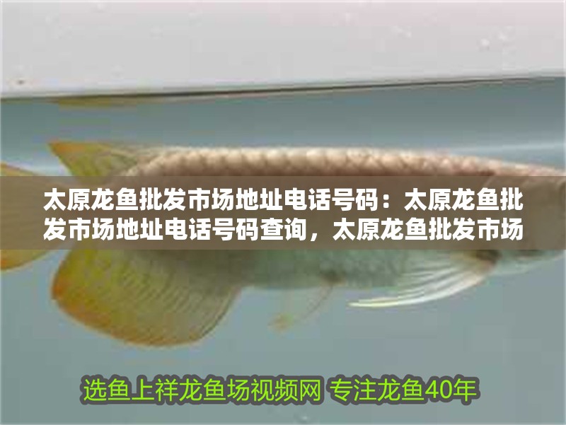 太原龍魚批發市場地址電話號碼：太原龍魚批發市場地址電話號碼查詢，太原龍魚批發市場地址及電話號碼全解析